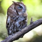 Eastern Screech Owl - Brown Phase